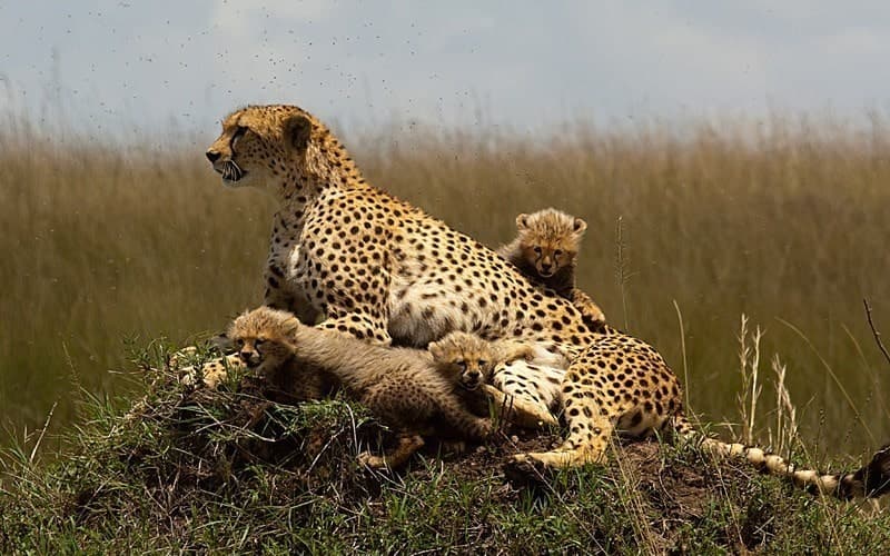 02-nights-masai-mara-safari-kenya