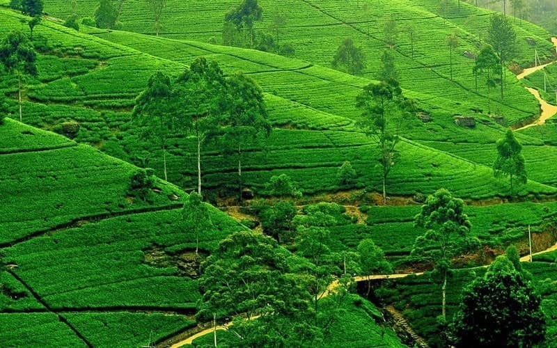 sri-lanka-8-days-tour-package