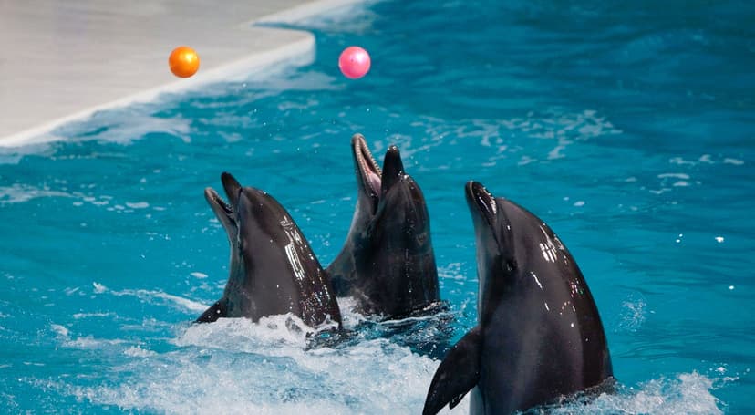 dolphinarium